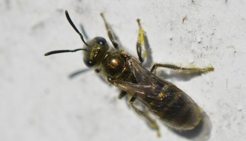 Réf. 297 096 : Lasioglossum sp.